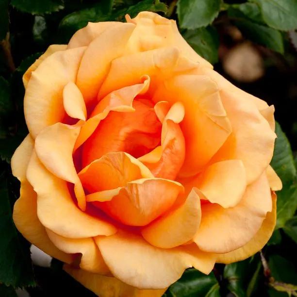 Simply The Best Hybrid Tea Rose (Rosa Simply The Best) 1